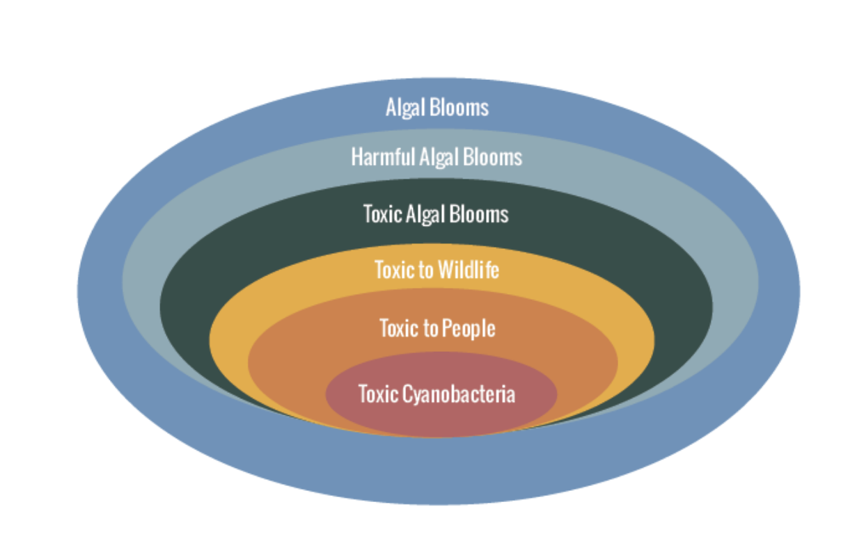 Nested ovals showing categories of algal blooms: Algal Blooms, Harmful Algal Blooms, Toxic Algal Blooms, Toxic to Wildlife, Toxic to People, and Toxic Cyanobacteria.
